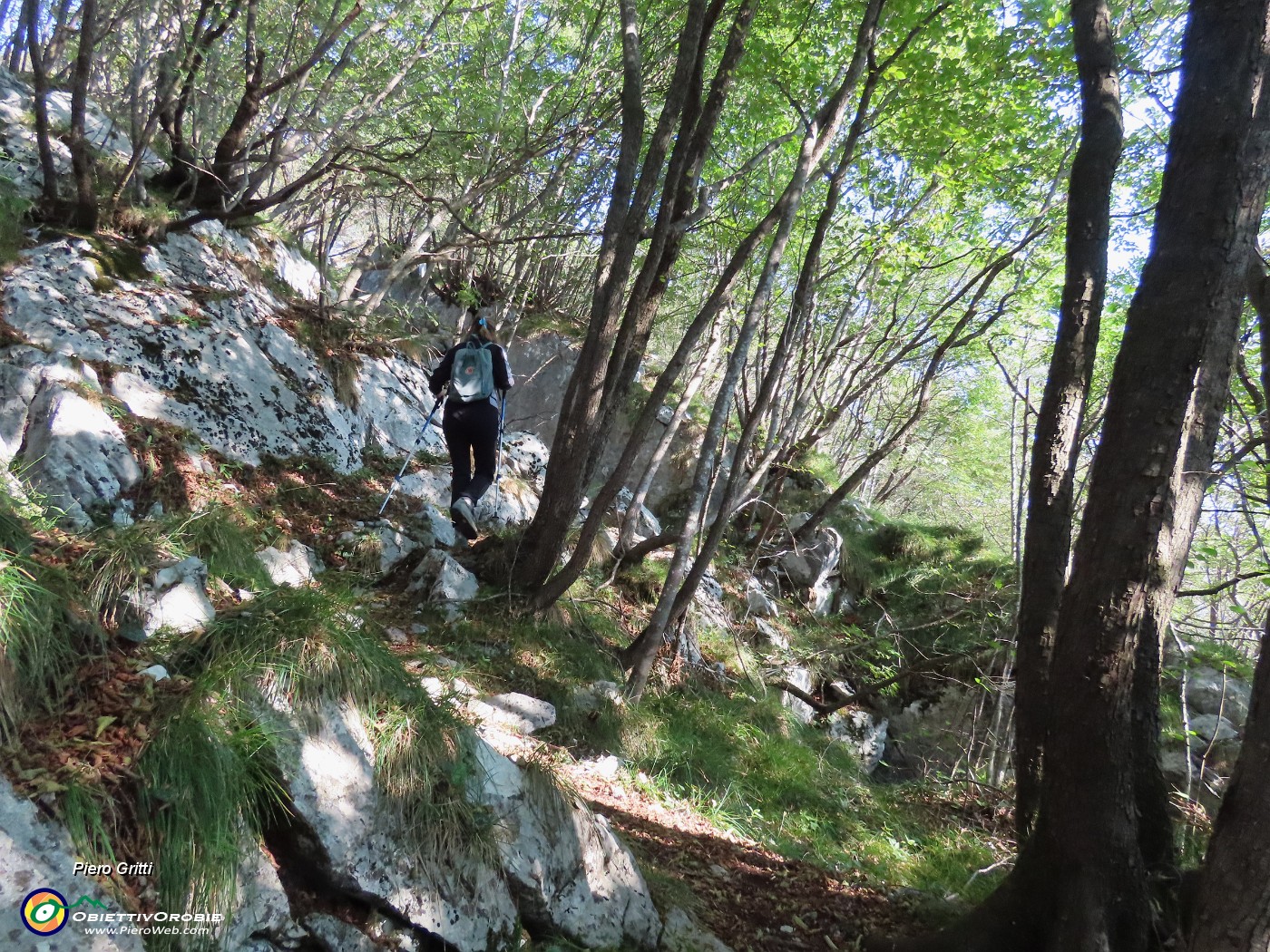 14 Nel bosco affiorano rocce .JPG